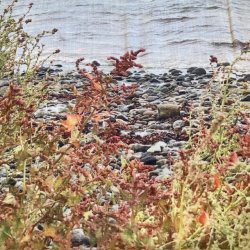 Lykke Ls Trklde -  "Nordkysten" - ULD/Silke