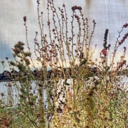 Lykke Ls Trklde -  "Nordkysten" - ULD/Silke